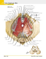 Frank H. Netter, MD - Atlas of Human Anatomy (6th ed ) 2014, page 381
